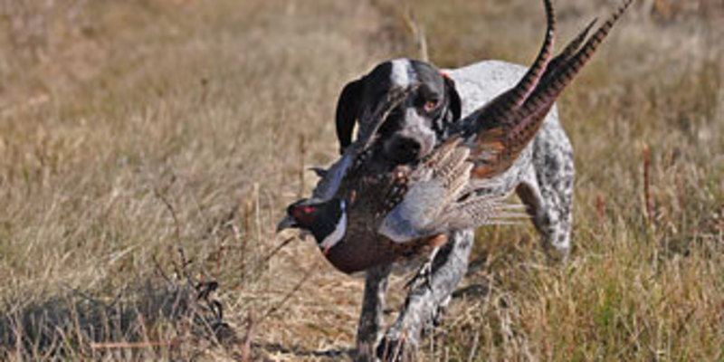 Hunt with Dogs in Eastern South Dakota